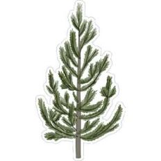 pine tree