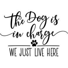 the dog is in charge