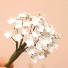 filler flowers