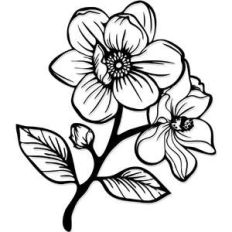 magnolia flowers
