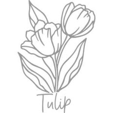 tulip