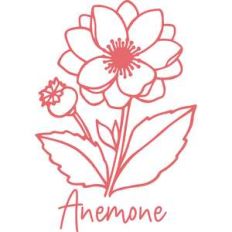 anemone