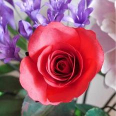 tea rose