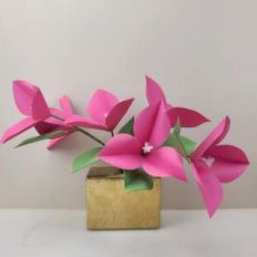 Bougainvillea
