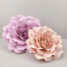 heirloom rose