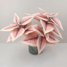 coleus plant
