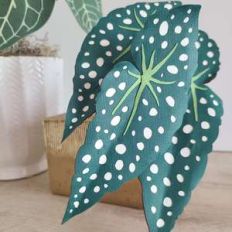 begonia maculata (polka dot)