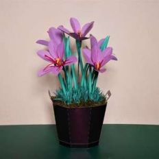 saffron crocus