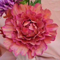 rose peony