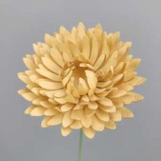 strawflower