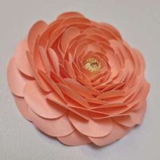 champagne ranunculus