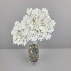 queen anne's lace