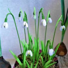 snowdrops