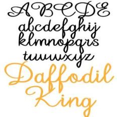 zp daffodil king