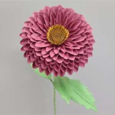 matsumoto aster