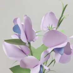 sweet pea