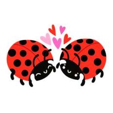 ladybugs in love