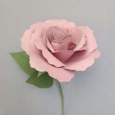 koko loko rose bud