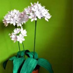 white allium