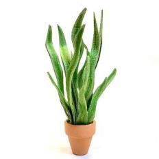 miniature snake plant
