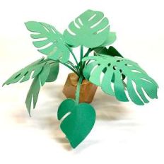 miniature monstera plant