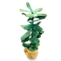 miniature fiddle leaf fig plant