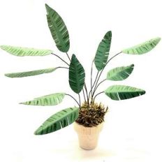 miniature bird of paradise plant