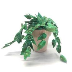 miniature philodendron plant