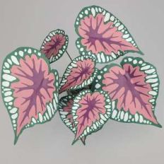 begonia rex