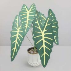 african mask plant