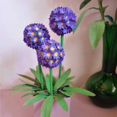 denticulate primula