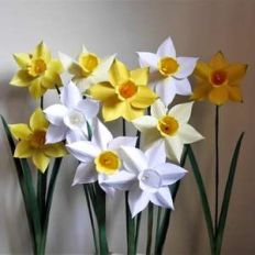 narcissus fortune