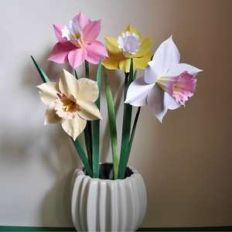 narcissus pretty in pink