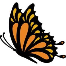 butterfly