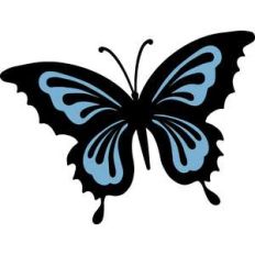 butterfly