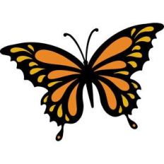 butterfly
