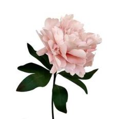 classic peony