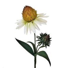 echinacea