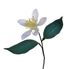 orange blossom
