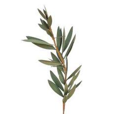 olive branch