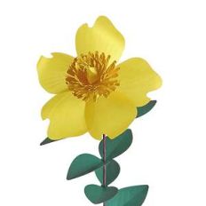 hypericum flower