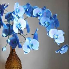 orchids