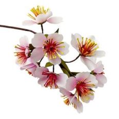 almond blossom