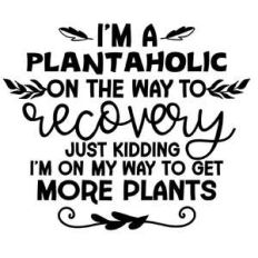 i’m plantaholic on the way to recovery