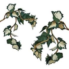 ivy branch