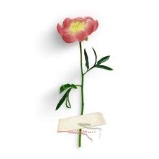taped peony