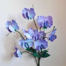 sweet pea