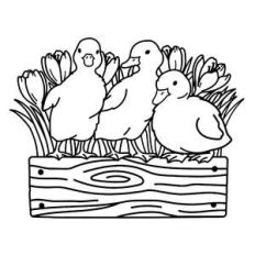 ducklings in flower planter box