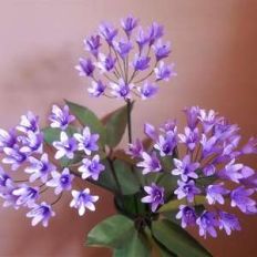agapanthus