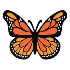 butterfly